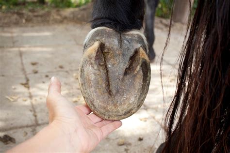 The Magic of Suction Hooves: A Closer Look at Barefoot Horse Physiology